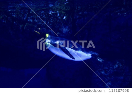 企鵝在海底飛翔 115187998