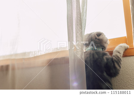 Cat wants to look outside Cat wants to look outside 115188011