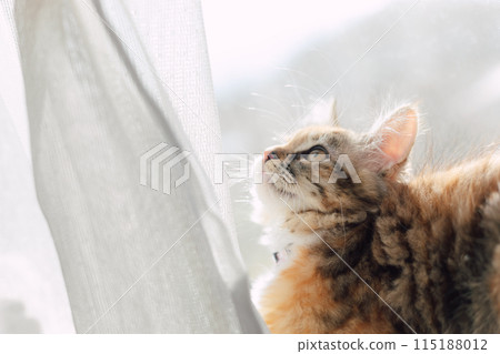 Cat relaxing at the window 115188012