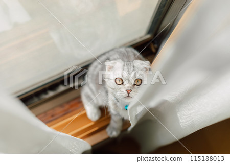 Cat on the window Cat on the window 115188013