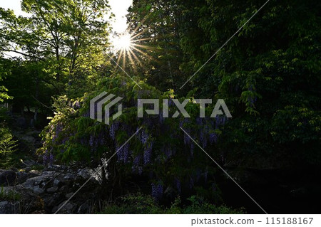 Fresh greenery in Ruri Valley 115188167