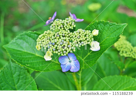 Hydrangea macrophylla flowers (spring, May) 115188239