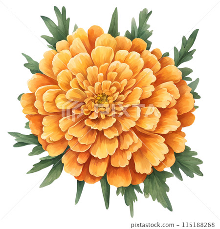 Marigold Marigold 115188268