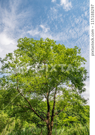 Fresh green tree, Minamiyamashiro Village, Kyoto Prefecture Fresh green tree, Minamiyamashiro Village, Kyoto Prefecture 115188297