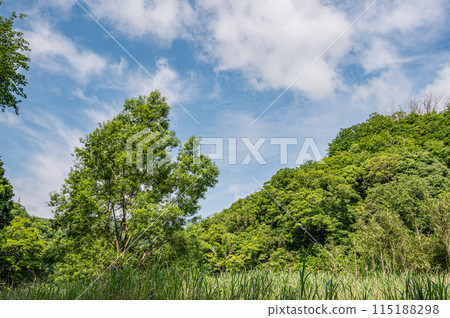 Fresh green trees in Minamiyamashiro Village, Kyoto Prefecture 115188298
