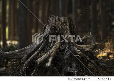 Stumps in the forest Stumps in the forest 115188314