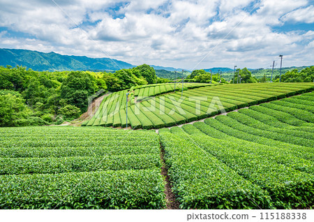 Scenery of the tea fields of Tayama and Tsurugi, Minamiyamashiro Village, Kyoto Prefecture 115188338