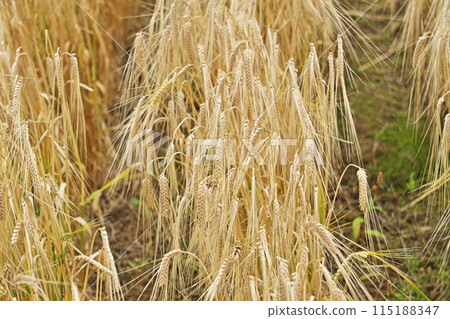 Drooping wheat ears in a wheat field (spring, May) 115188347
