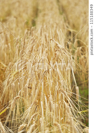 Drooping wheat ears in a wheat field (spring, May) 115188349