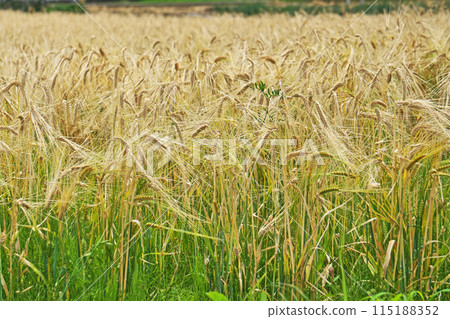 Drooping wheat ears in a wheat field (spring, May) 115188352
