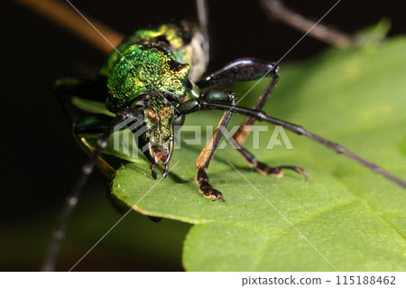 生物 昆蟲 綠色甲蟲，樣子相當兇猛。脛骨上覆蓋著栗色毛 115188462