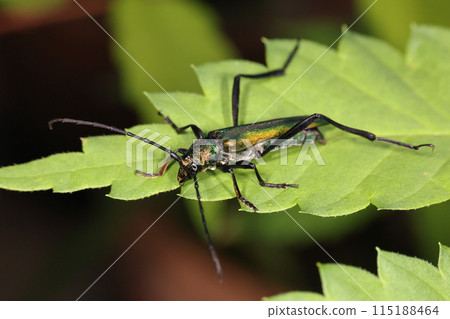 Living creatures, insects, green longhorn beetles, long antennae and long legs. The hind legs are long and from this angle they look like grasshoppers. 115188464