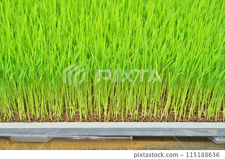 Rice seedlings in nursery boxes waiting to be planted (spring, May) 115188636