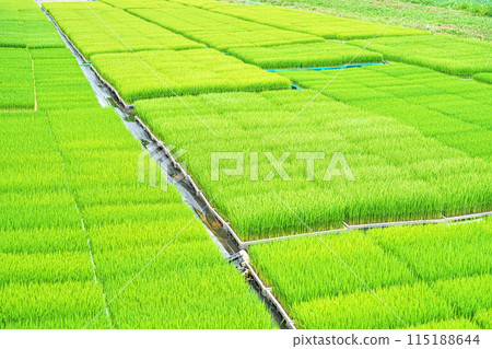 Rice seedlings in nursery boxes waiting to be planted (spring, May) 115188644