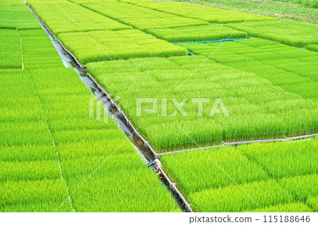 育苗箱中等待播種的稻苗（春季，五月） 115188646