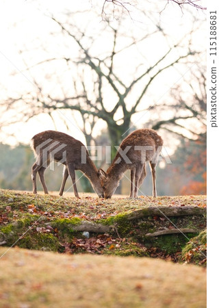 好朋友鹿 115188681
