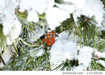 Isuka in the snow 115189208
