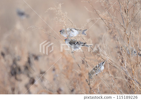 A redpoll in a winter field 115189226