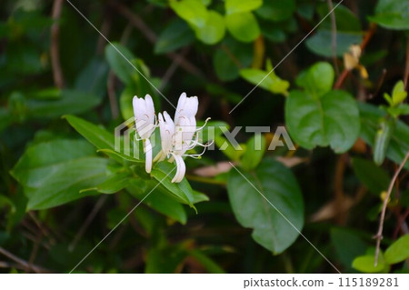 The pretty white flowers of honeysuckle bloom from spring to early summer. The pretty white flowers of honeysuckle bloom from spring to early summer. 115189281