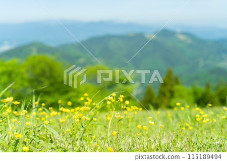 初夏的秩父自然綻放 115189494