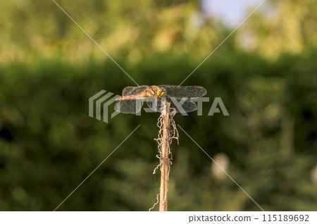 Usubakitombo (Thin-winged Yellow Dragonfly) 115189692