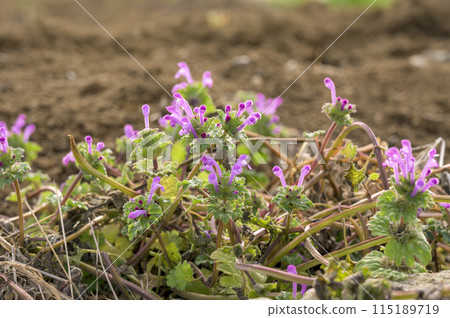 Lamium amplexicaule (Buddha's seat: a different species from the seven herbs of spring) Lamium amplexicaule (Buddha's seat: a different species from the seven herbs of spring) 115189719