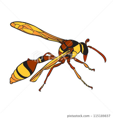 wasp vector wasp vector 115189837