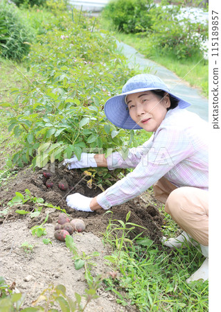 A senior woman is delighted to see several potatoes growing on one stalk. A senior woman is delighted to see several potatoes growing on one stalk. 115189857