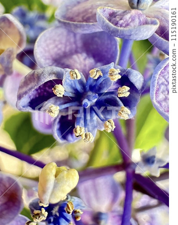 繡球花的繡球花 115190161