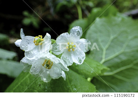 山花花被雨淋濕 山花花被雨淋濕 115190172