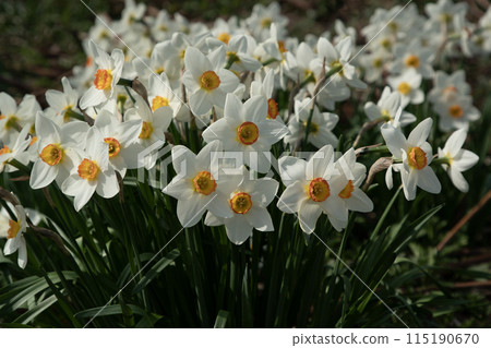 Daffodils in Spring Daffodils in Spring 115190670