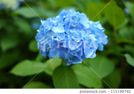 藍色繡球花 藍色繡球花 115190792