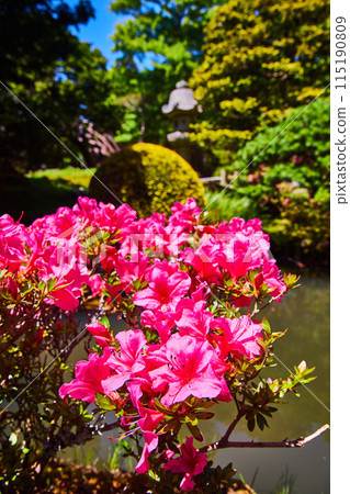 Bright pink flowers above stream with blurred background of Japanese Tea Garden with stone lantern 115190809