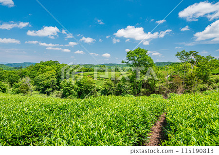 京都府南山城村田山和劍的茶園風景 115190813