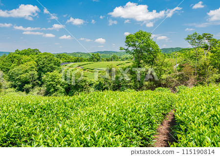 京都府南山城村田山和劍的茶園風景 115190814