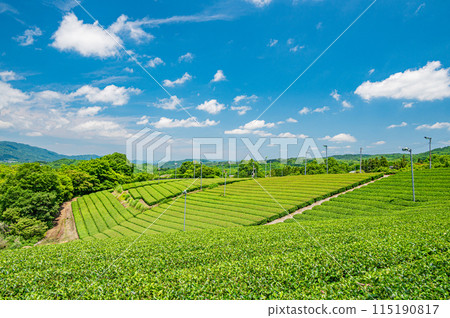 Scenery of the tea fields of Tayama and Tsurugi, Minamiyamashiro Village, Kyoto Prefecture Scenery of the tea fields of Tayama and Tsurugi, Minamiyamashiro Village, Kyoto Prefecture 115190817
