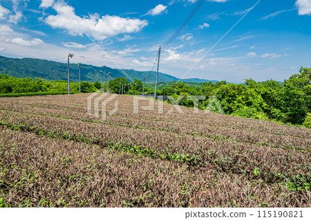 京都府南山城村田山、劍茶田採茶後的風景 115190821