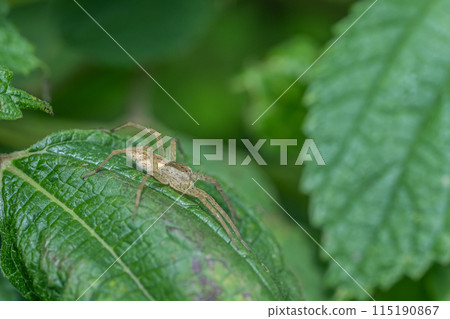Ilo-billed spider　 115190867