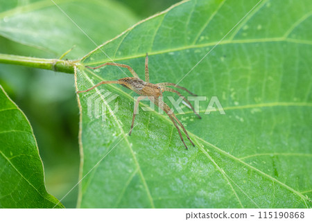 伊洛嘴蛛 115190868