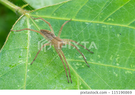 伊洛嘴蛛 115190869