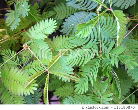 Close-up of the leaves of Mimosa pudica Close-up of the leaves of Mimosa pudica 115190870