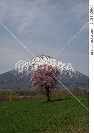 One cherry tree and Mt. Yotei One cherry tree and Mt. Yotei 115190963