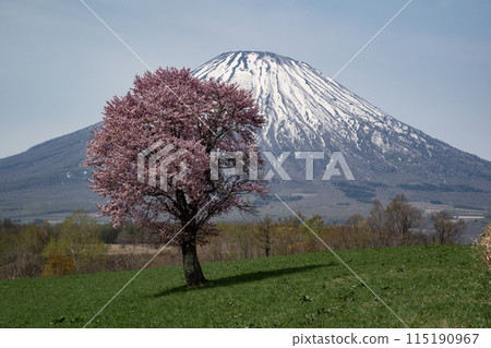 一棵櫻花樹和羊蹄山 一棵櫻花樹和羊蹄山 115190967