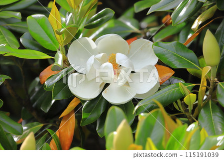 Magnolia magnolia in bloom Magnolia magnolia in bloom 115191039