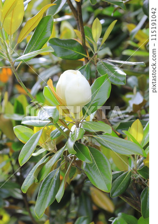 Magnolia magnolia in bloom 115191042