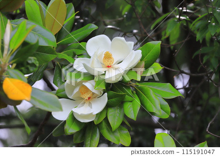 Magnolia magnolia in bloom 115191047