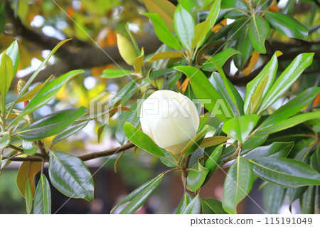 Magnolia magnolia in bloom 115191049