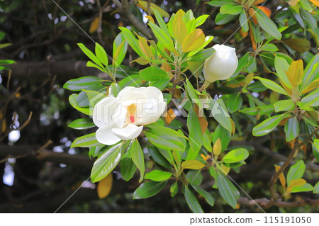 Magnolia magnolia in bloom 115191050