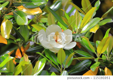 盛開的玉蘭花 115191051