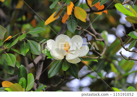 Magnolia magnolia in bloom Magnolia magnolia in bloom 115191052